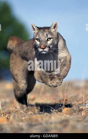 COUGAR Puma concolor, adulti in esecuzione, MONTANA Foto Stock