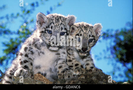 SNOW LEOPARD O oncia uncia uncia, CUB Foto Stock