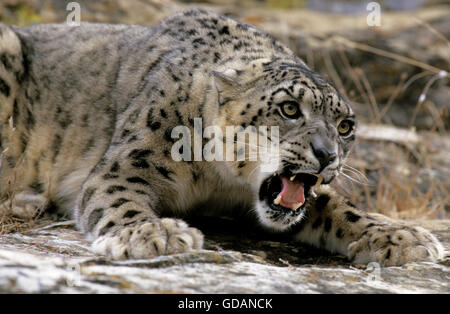 Snow Leopard o oncia, uncia uncia, Adulti ululano, in posizione difensiva Foto Stock