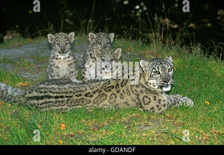 Snow Leopard o oncia, uncia uncia, femmina con Cub posa sull'erba Foto Stock