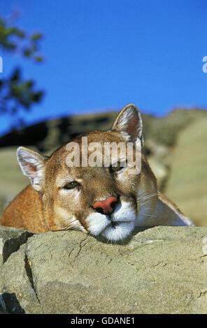 Cougar, Puma concolor, adulti la posa su roccia, Montana Foto Stock