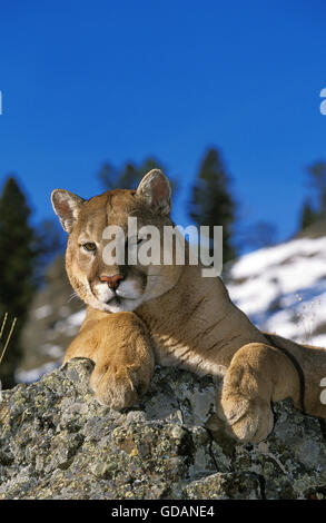 COUGAR Puma concolor, adulti la posa su roccia, MONTANA Foto Stock