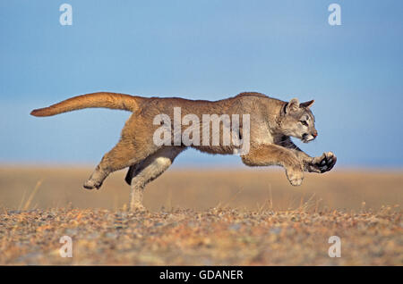 Cougar, Puma concolor, adulti in esecuzione, Montana Foto Stock