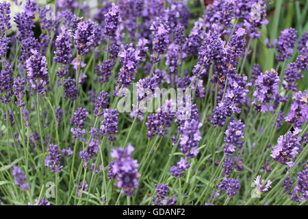 Inglese di piante di Lavanda, Lavandula angustifolia, Hardy, viola fiori, piante ornamentali, grande profumo, Hampshire Foto Stock