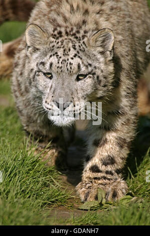 Snow Leopard o oncia, uncia uncia, adulti sull'erba Foto Stock