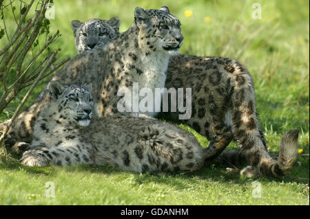 Snow Leopard o oncia, uncia uncia, femmina con Cub sull'erba Foto Stock