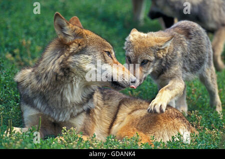 EUROPEAN WOLF Canis lupus, femmina con cucciolo Foto Stock