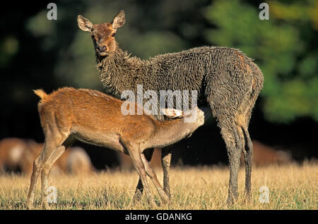 RED DEER cervus elaphus, femmina con vitello lattante Foto Stock