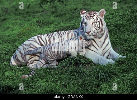 La Tigre Bianca, panthera tigri, Madre con Cub posa sull'erba Foto Stock