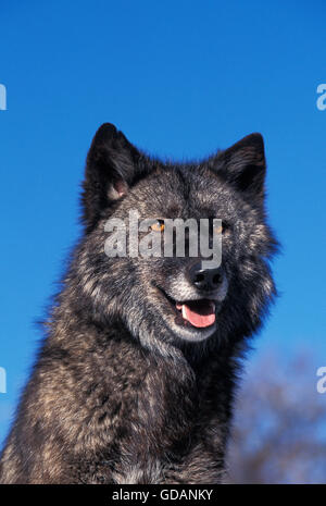 Valle di MACKENZIE WOLF Canis lupus mackenzii, ritratto di adulto, CANADA Foto Stock