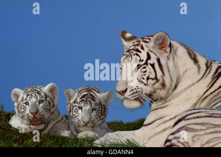 La Tigre Bianca, panthera tigri, femmina con Cub posa sull'erba Foto Stock