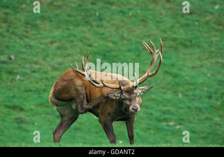 Cervi, Cervus elaphus, feste di addio al celibato graffiare con la sua zampa posteriore Foto Stock