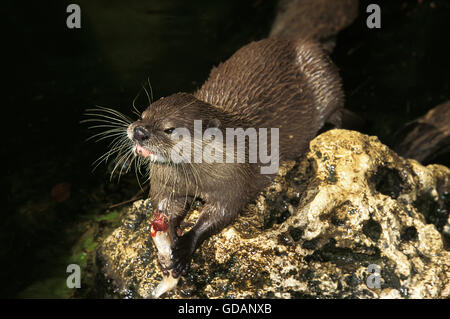 Breve ARTIGLIATO OTTER aonyx cinerea, adulti mangiare pesce su una roccia Foto Stock