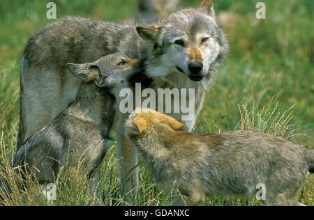 Lupo europeo, Canis lupus, Madre e Cub Foto Stock