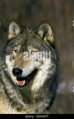 North American grigio Wof, Canis lupus occidentalis, Ritratto di adulto Foto Stock