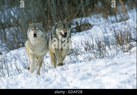 Nord americana Lupo grigio, Canis lupus occidentalis, Adulti passeggiate sulla neve, Canada Foto Stock