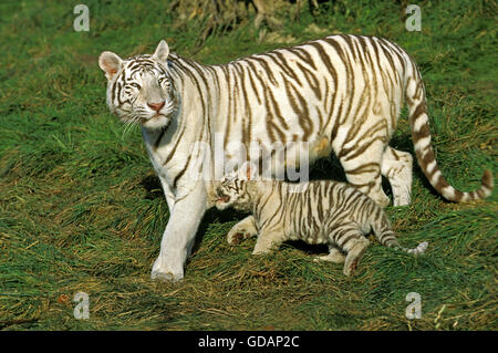 La Tigre Bianca, panthera tigri, Madre con Cub Foto Stock