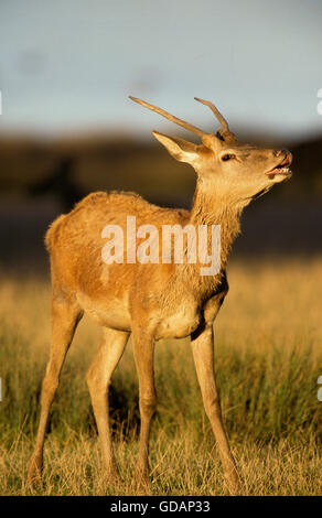 Cervi, Cervus elaphus, poveraccio Foto Stock