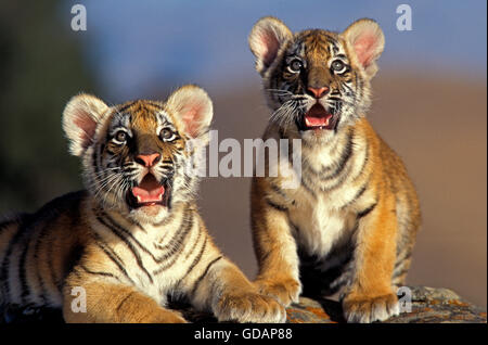 Tigre del Bengala, panthera tigri tigri, Cub Foto Stock