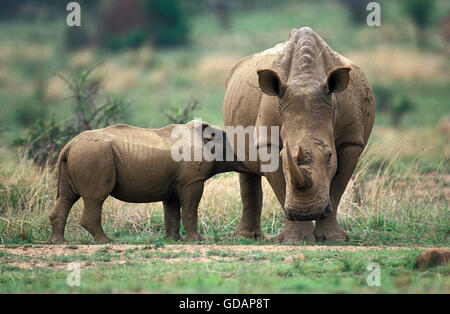 Rinoceronte bianco, Ceratotherium simum, Madre con vitello lattante, Sud Africa Foto Stock