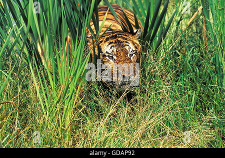 Tigre del Bengala, panthera tigri tigri, Adulti mimetizzata in erba lunga Foto Stock