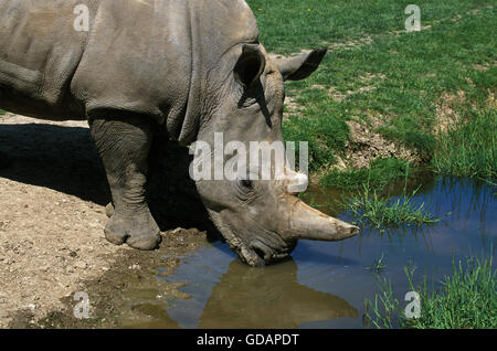 Rinoceronte bianco, Ceratotherium simum, adulto presso il foro per l'acqua, Sud Africa Foto Stock