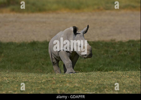 Rinoceronte bianco, Ceratotherium simum, di vitello, di Nakuru park in Kenya Foto Stock