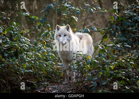 ARCTIC WOLF Canis lupus tundrarum, adulti Foto Stock