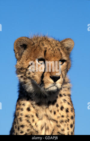 Ghepardo Acinonyx jubatus, ritratto di adulto, KENYA Foto Stock