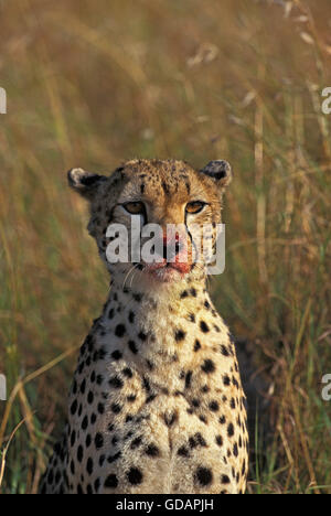 Ghepardo Acinonyx jubatus, ritratto di adulti con un volto insanguinato, KENYA Foto Stock