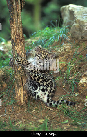 JAGUAR Panthera onca, CUB giocando con il tronco di albero Foto Stock