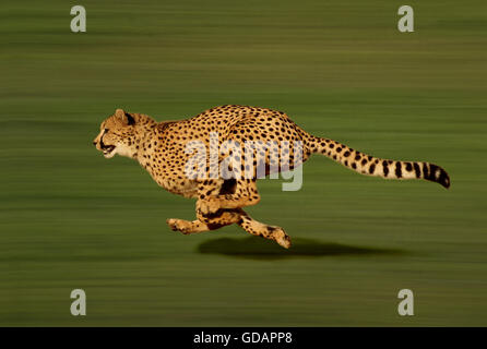 Cheetah, Acinonyx jubatus, in esecuzione Foto Stock