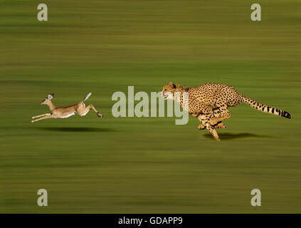 Ghepardo Acinonyx jubatus, adulti di caccia un Thomson Gazelle, gazella thomsoni Foto Stock