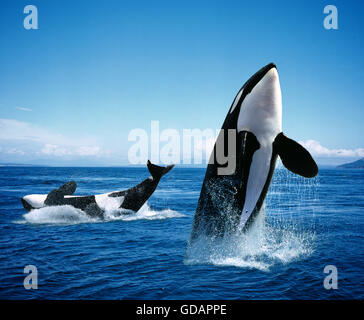 Killer Whale, orcinus orca, Adulti Breatching Foto Stock