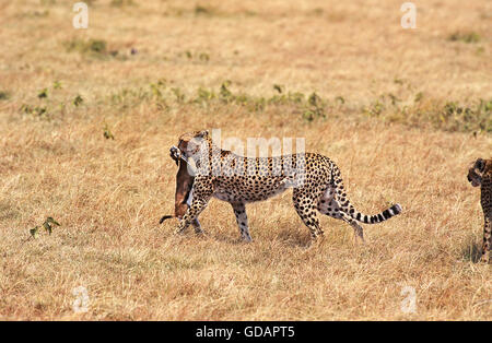 Ghepardo Acinonyx jubatus, adulti con THOMSON GAZELLE KILL, MASAI MARA PARK, KENYA Foto Stock