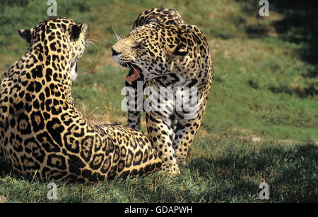 Jaguar, Panthera onca, maschio con femmina, ululano Foto Stock