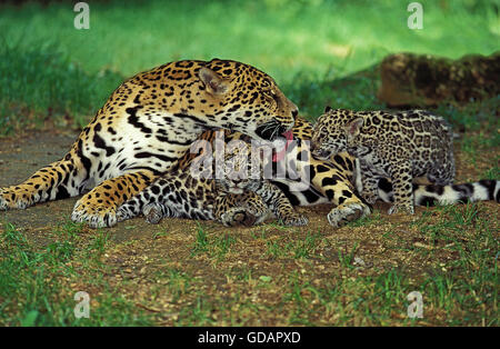 Jaguar, Panthera onca, Madre leccare Cub Foto Stock