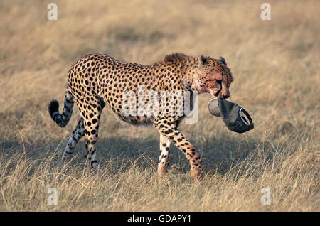 Cheetah, Acinonyx jubatus, Adulti scherzi del turista PAC nella sua bocca, Masai Mara Park in Kenya Foto Stock