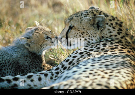 Cheetah, Acinonyx jubatus, femmina con Cub, Masai Mara Park in Kenya Foto Stock