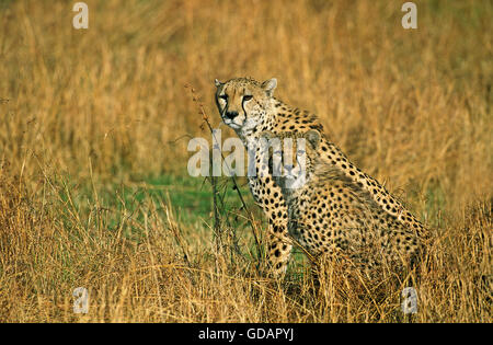 Ghepardo Acinonyx jubatus, MADRE CON CUB seduta su erba secca, KENYA Foto Stock