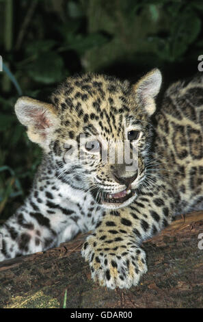 JAGUAR Panthera onca, ritratto del cub Foto Stock