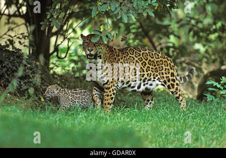 Jaguar, Panthera onca, femmina con Cub Foto Stock