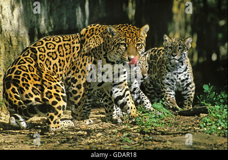 JAGUAR Panthera onca, MADRE CON CUB Foto Stock