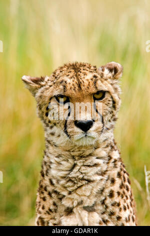 Cheetah, Acinonyx jubatus, Ritratto di adulto, Masai Mara Park in Kenya Foto Stock