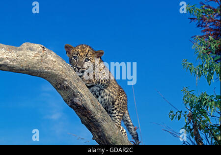 Leopard, panthera pardus, cub sul ramo contro il cielo blu Foto Stock