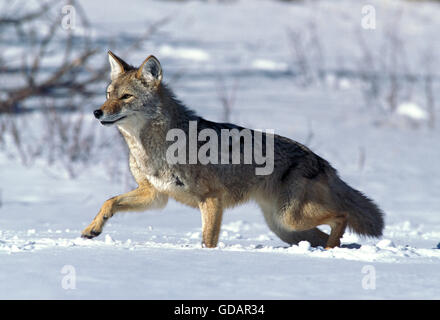 Coyote, Canis latrans, adulto nella neve, Montana Foto Stock