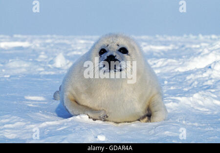 Guarnizione arpa, pagophilus groenlandicus, Pup su ghiaccio, Magdalena isola in Canada Foto Stock