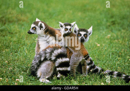L'anello TAILED LEMUR Lemur catta, GRUPPO CON I GIOVANI Foto Stock
