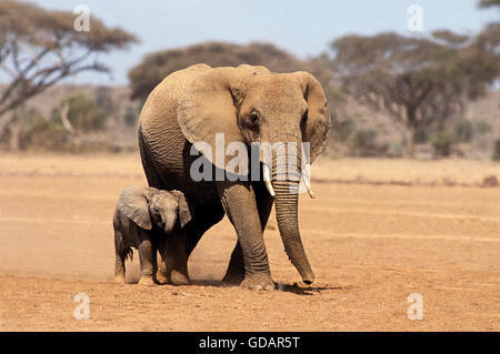 Elefante africano Loxodonta africana, femmina con vitello, Parco di Amboseli, KENYA Foto Stock