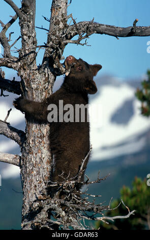 American Black Bear, ursus americanus, Cub giocando nella struttura ad albero, Canada Foto Stock